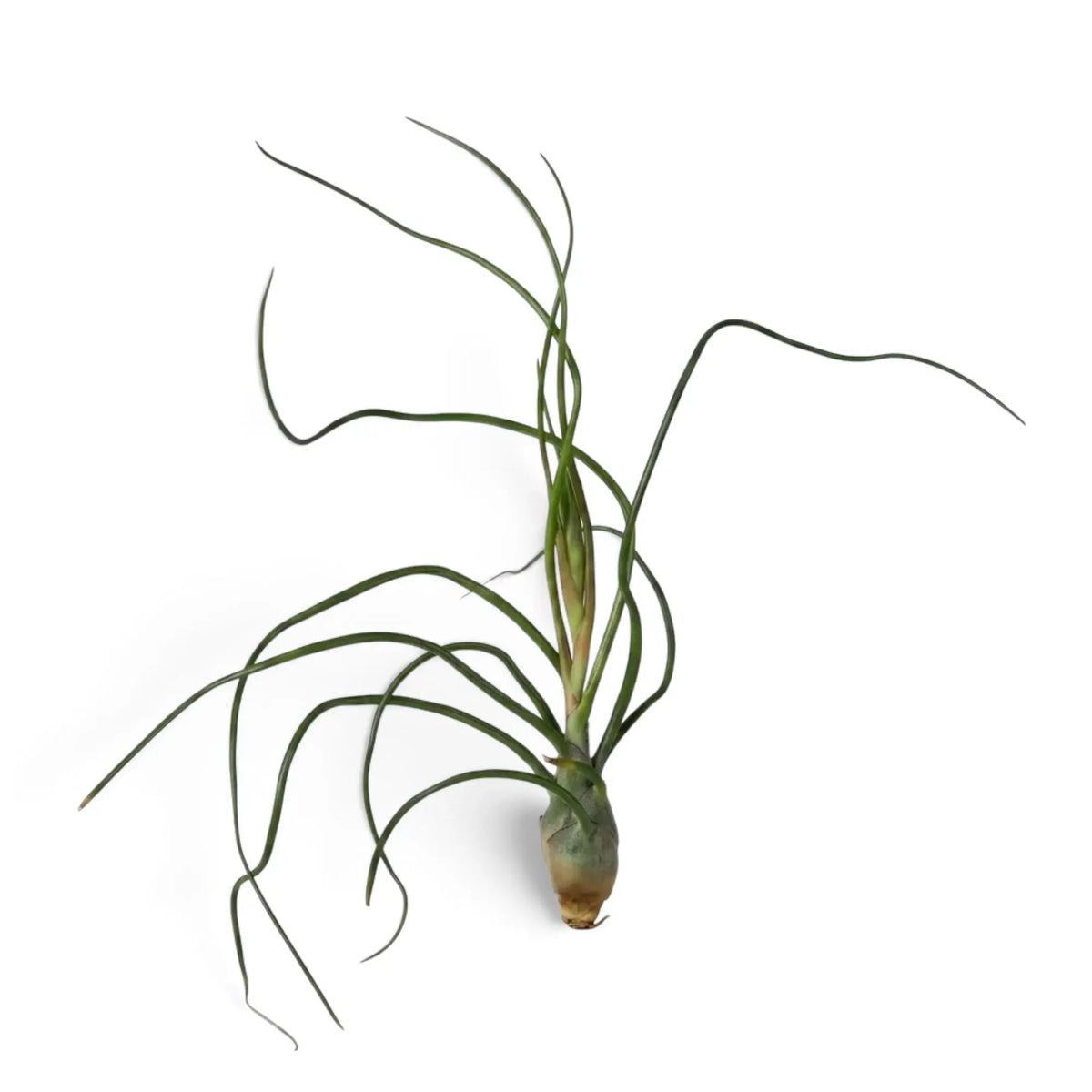 Tillandsia bulbosa ohne Topf mit zwiebelartig verdickter Basis und unregelmäßig gedrehten Blättern