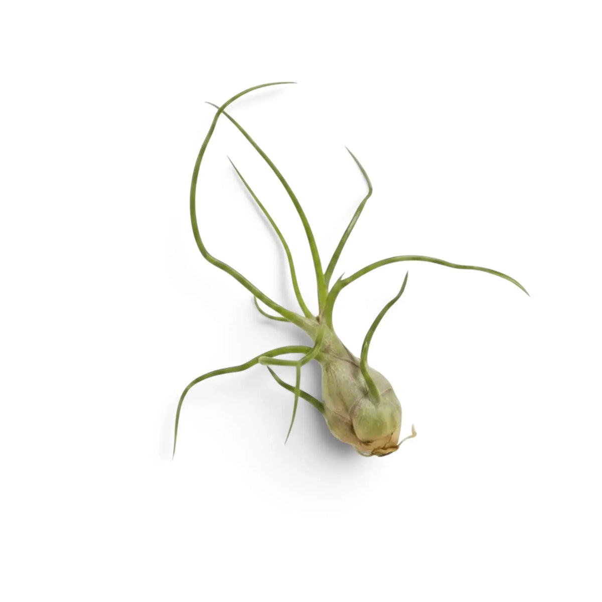 Gesamtansicht von Tillandsia bulbosa mit kompakter, verdickter Basis und langen, schnurförmigen grünen Blättern