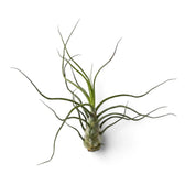 Tillandsia bulbosa als Luftpflanze mit schmalen, röhrenförmigen Blättern, die sich von der rundlichen Basis nach außen winden