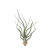 Gesamtansicht von Tillandsia bulbosa mit zwiebelartig verdicktem Ansatz aus überlappenden Blattbasen und locker gedrehten grünen Blättern