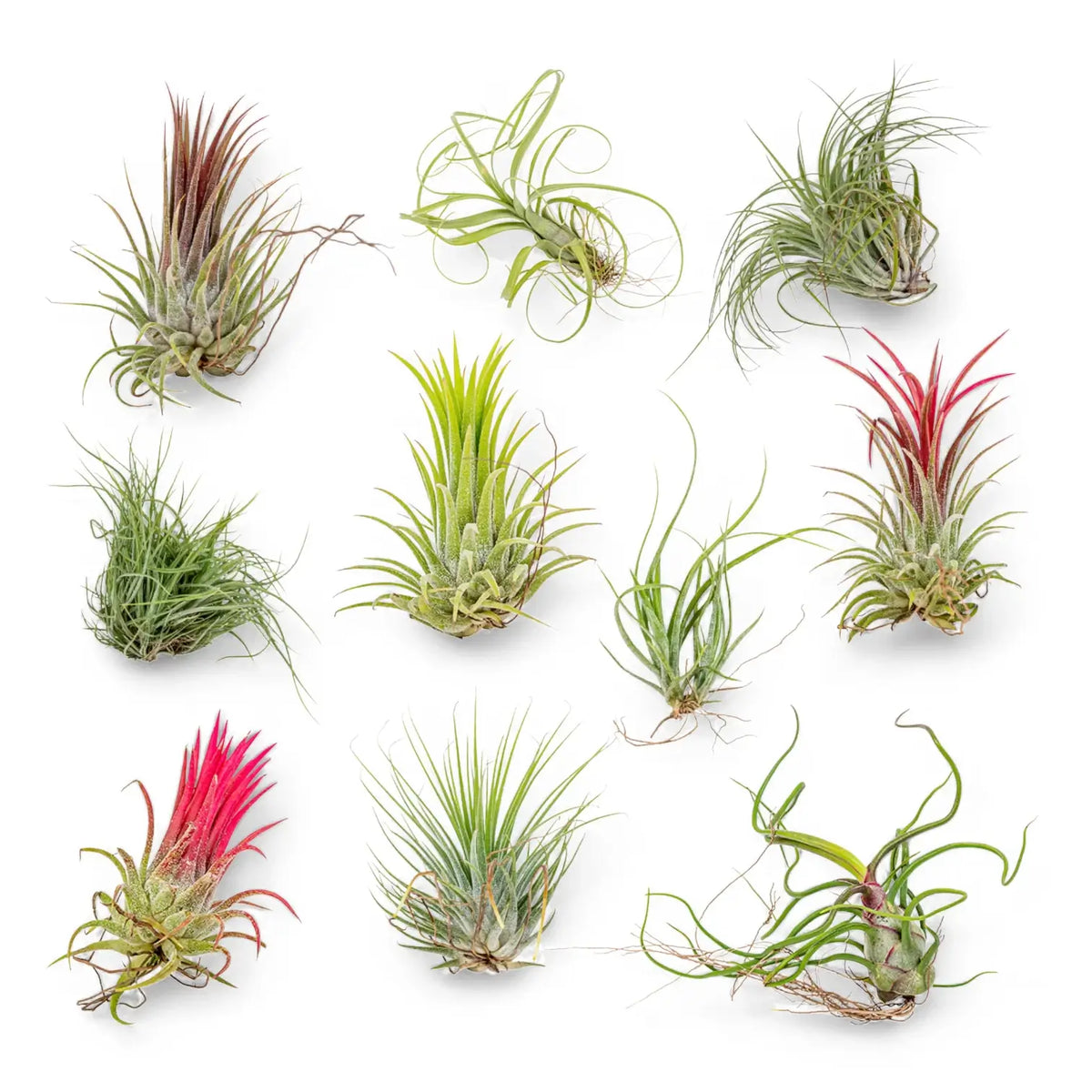 10 x Tillandsia Air Plants close-up of leaf on white background.