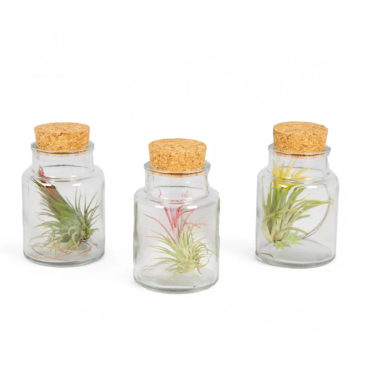 3 x Tillandsia-Luftpflanzen im Glas, Nahaufnahme der Blätter vor weißem Hintergrund.