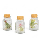 3 x Tillandsia-Luftpflanzen im Glas, Nahaufnahme der Blätter vor weißem Hintergrund.