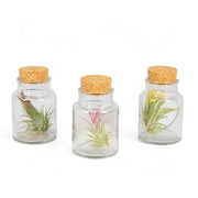 3 x Tillandsia Air Plants in Glass leaf close-up on white background.