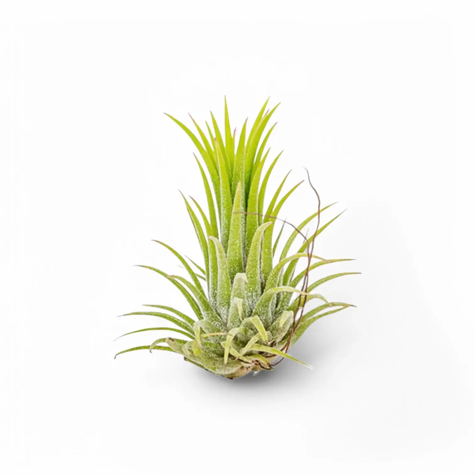3 x Tillandsia Air Plants in Glass potted plant in nursery pot on white background.