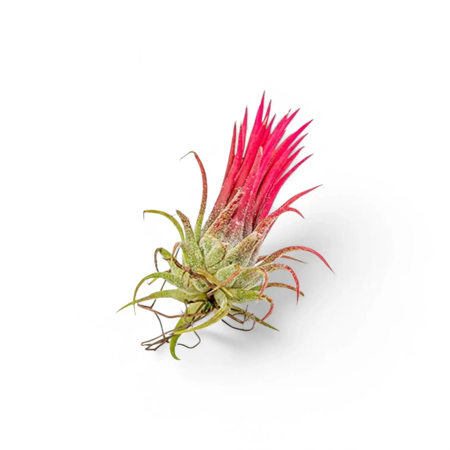 3 x Tillandsia Air Plants in Glass potted plant in nursery pot on white background.