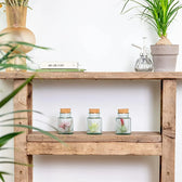 3 x Tillandsien im Glas – Zimmerpflanze im Kulturtopf auf weißem Hintergrund, Produktfoto 8.