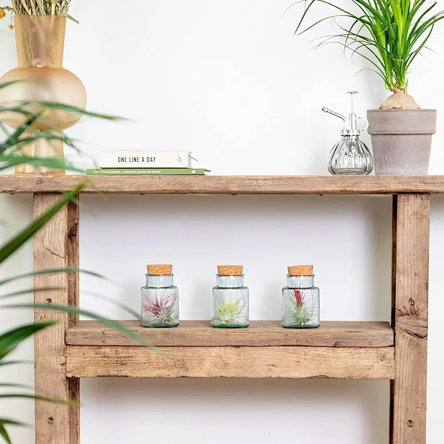 3 x Tillandsia Air Plants in Glass potted plant in nursery pot on white background.