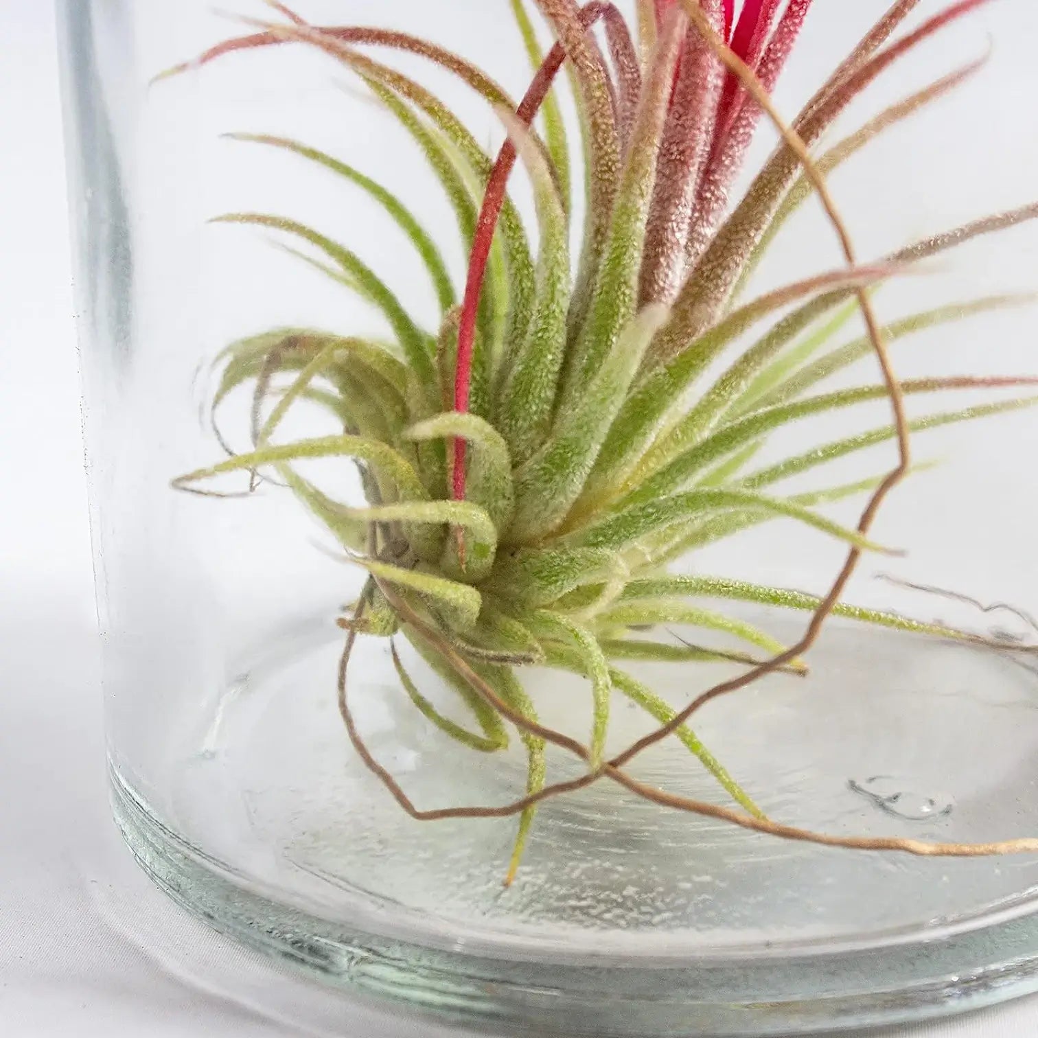 3 x Tillandsia Air Plants in Glass potted plant in nursery pot on white background.