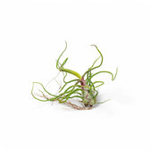 Tillandsia Air Plants plant photo.