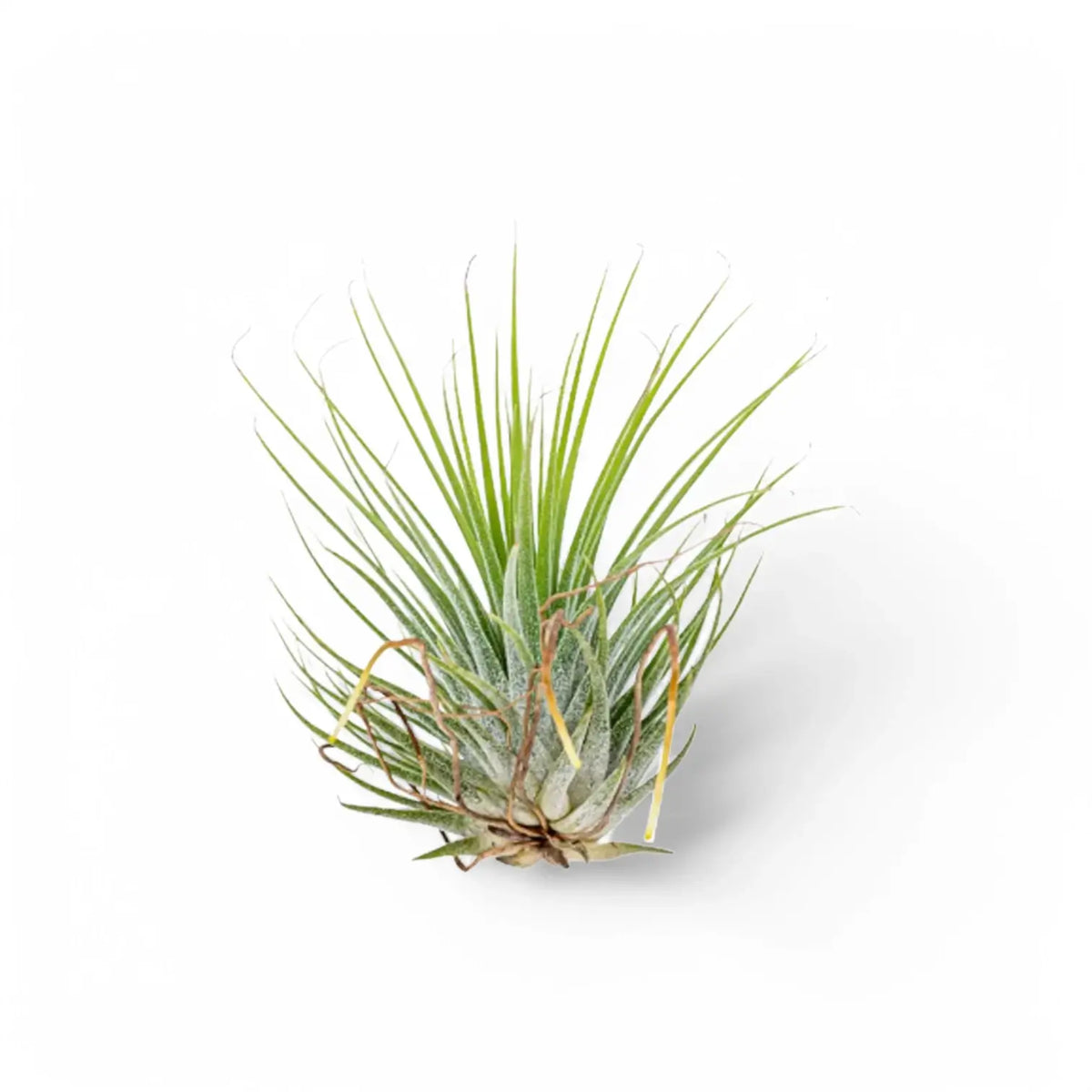 Tillandsia Air Plants plant photo.
