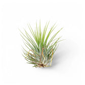 Tillandsia Air Plants plant photo.