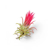 Tillandsia Air Plants plant photo.