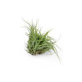 Tillandsia Air Plants plant photo.