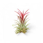 Tillandsia Air Plants plant photo.