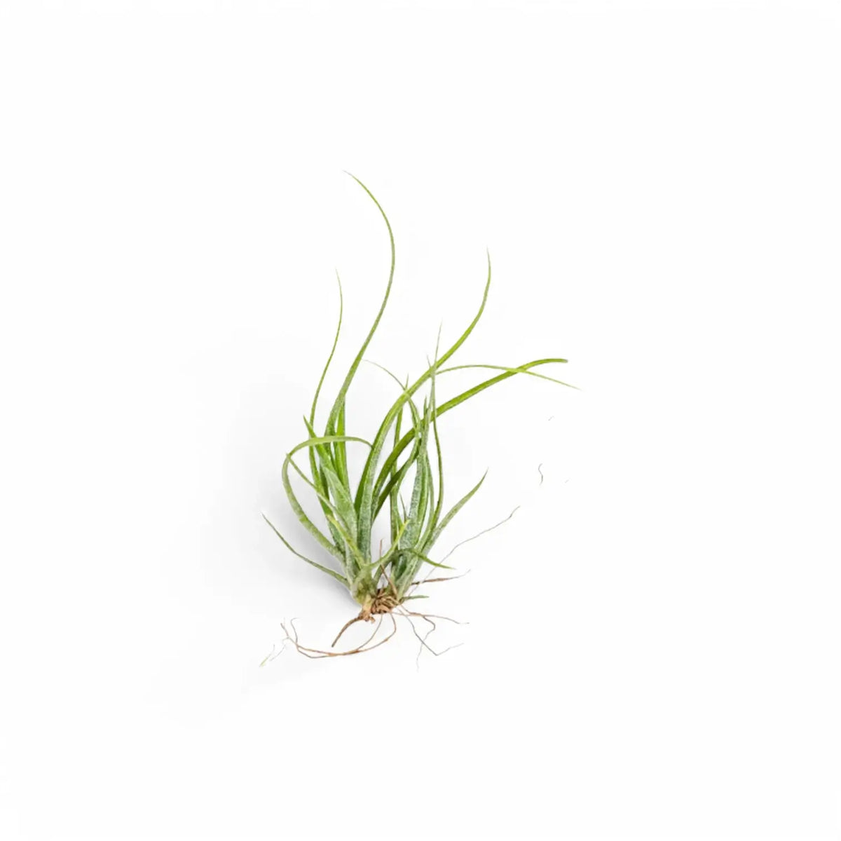 Tillandsia Air Plants plant photo.
