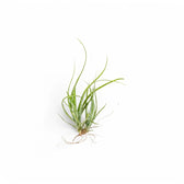 Tillandsia Air Plants plant photo.