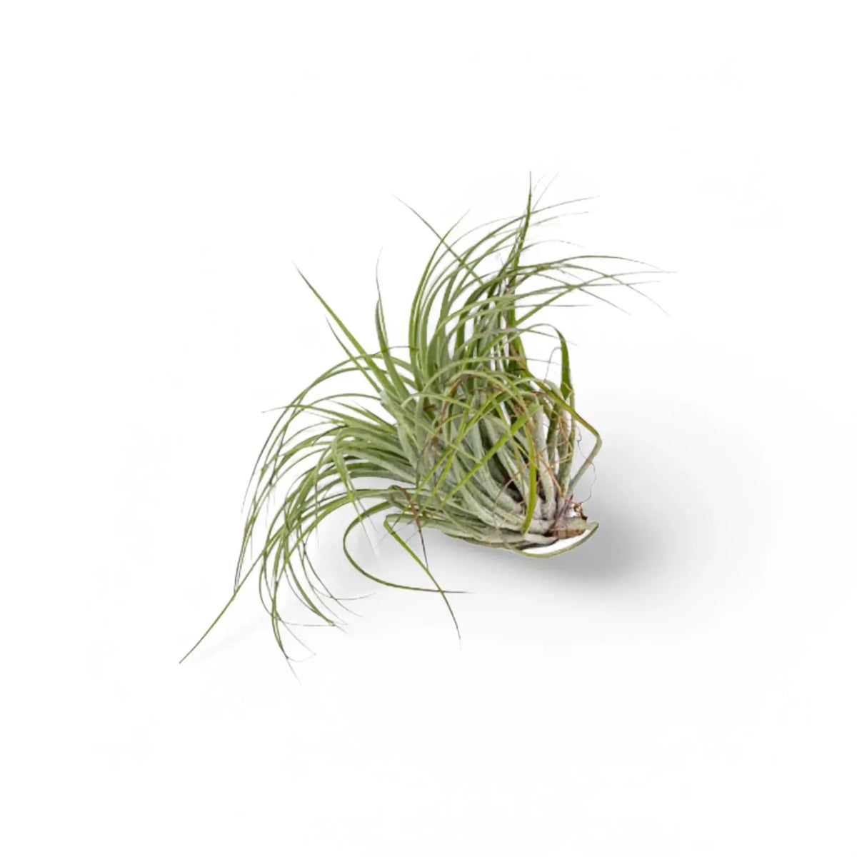 Tillandsia Air Plants plant photo.