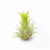 Tillandsia Air Plants plant photo.