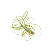 Tillandsia Air Plants plant photo.