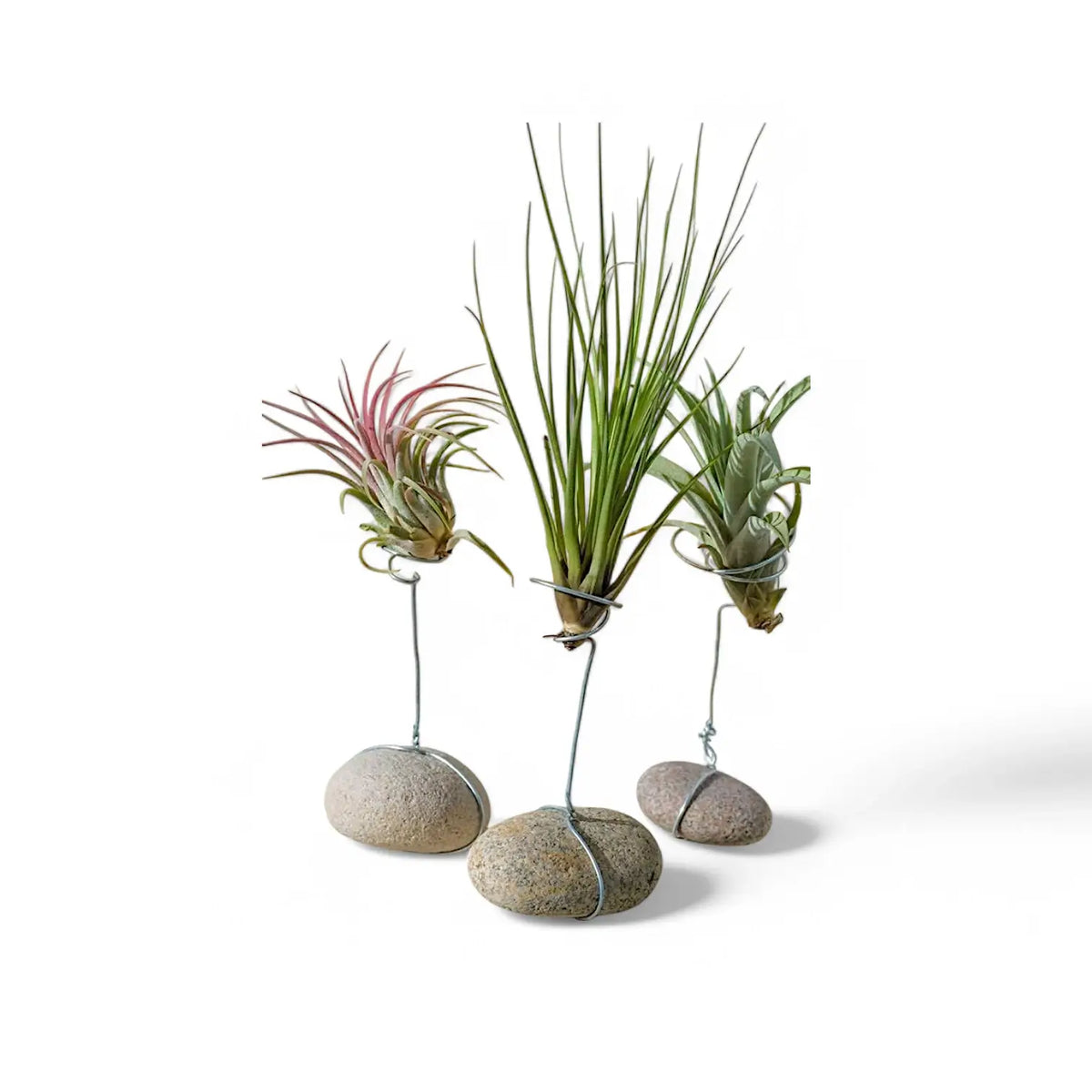 Tillandsia Air Plants plant photo.