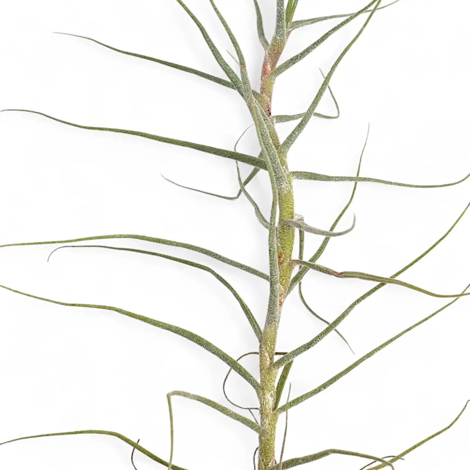Nahaufnahme von Tillandsia caerulea vor weißem Hintergrund.