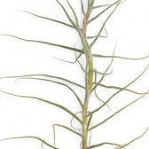 Nahaufnahme von Tillandsia caerulea vor weißem Hintergrund.