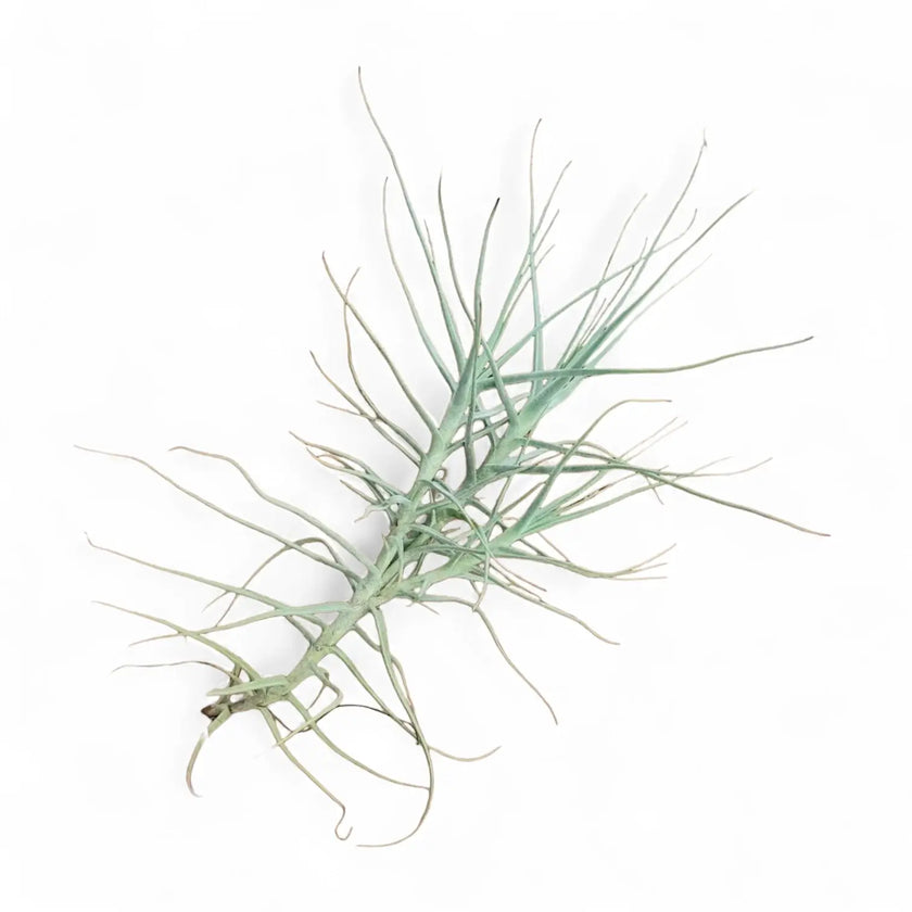 Tillandsia caerulea potted plant in nursery pot on white background.