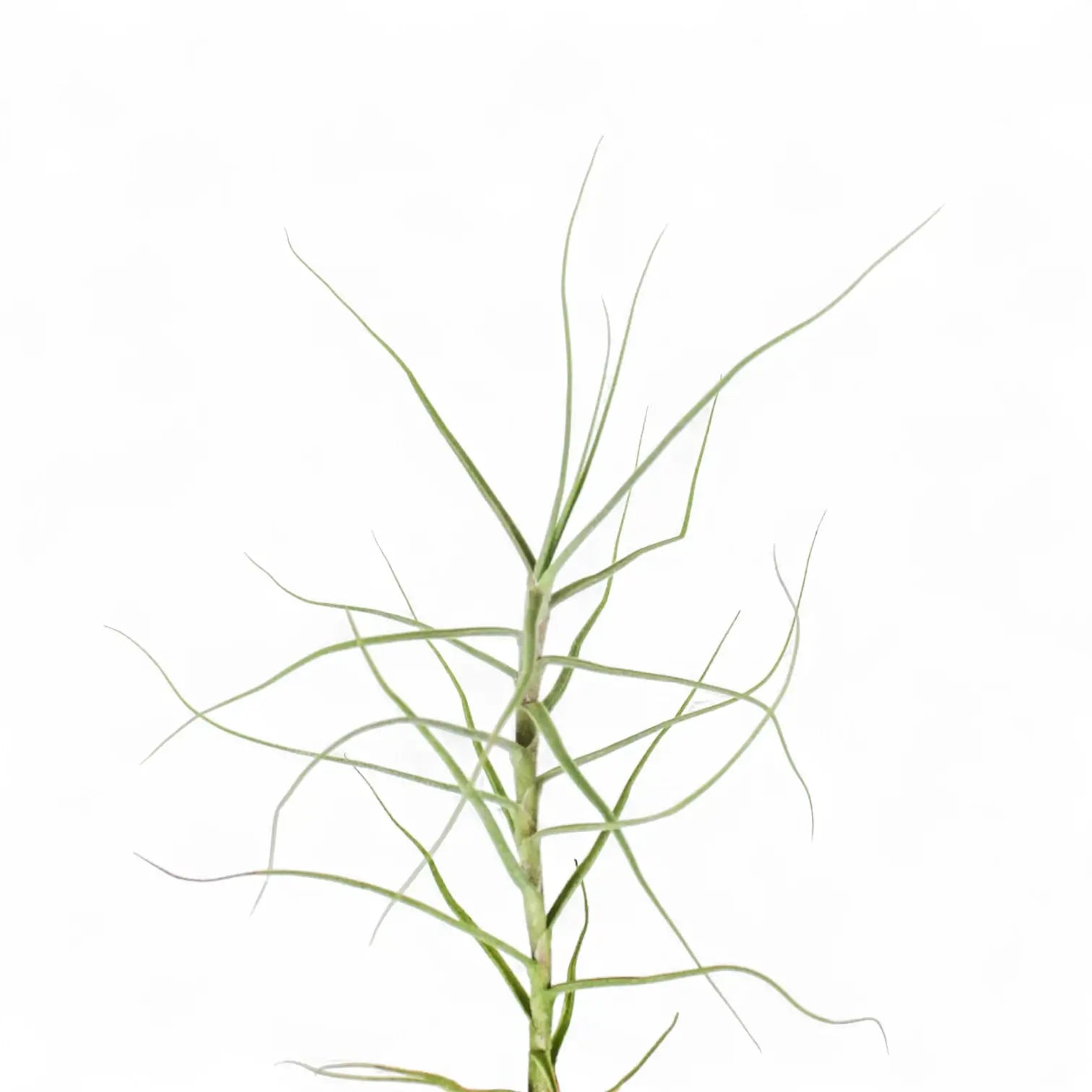 Tillandsia caerulea – Zimmerpflanze im Kulturtopf auf weißem Hintergrund, Produktfoto 3.