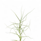 Tillandsia caerulea – Zimmerpflanze im Kulturtopf auf weißem Hintergrund, Produktfoto 3.