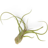 Tillandsia caput-medusae als Topfpflanze im Kulturtopf vor weißem Hintergrund, Produktfoto 2.