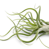 Detailaufnahme von Tillandsia caput-medusae mit schmalen, gedrehten Blättern und silbriger Oberfläche