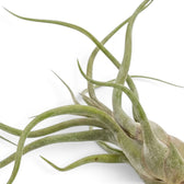 Nahaufnahme der bauchig verdickten Basis und eingerollten Blätter von Tillandsia caput-medusae