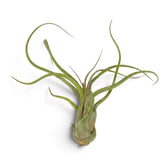 Tillandsia caput-medusae als Luftpflanze mit verdickter Basis und langen, eingerollten graugrünen Blättern