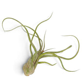 Tillandsia caput-medusae mit bauchig verdickter Basis und schmalen, gedrehten graugrünen Blättern