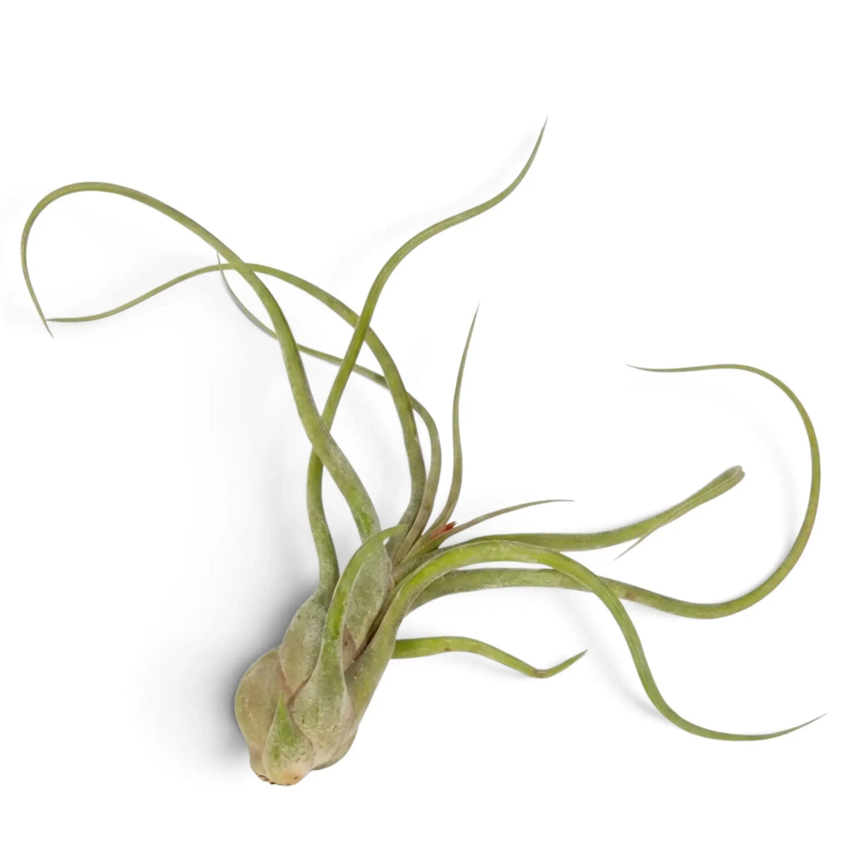 Tillandsia caput-medusae mit bauchig verdickter Basis und schmalen, gedrehten graugrünen Blättern