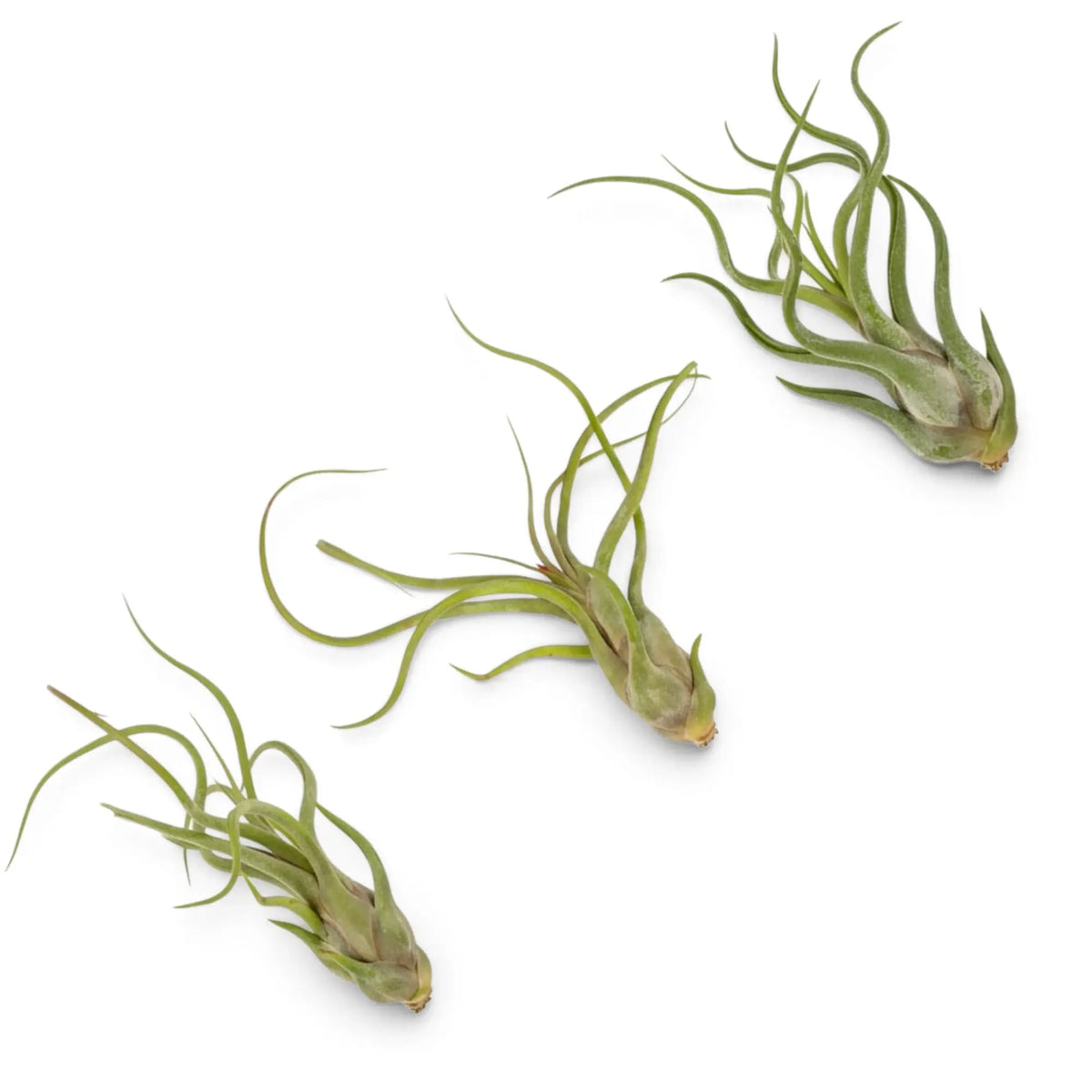 Tillandsia caput-medusae mit kompakter, bauchig verdickter Basis und in weiten Bögen wachsenden graugrünen Blättern