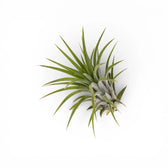 Tillandsia ionantha als Luftpflanze vor weißem Hintergrund.
