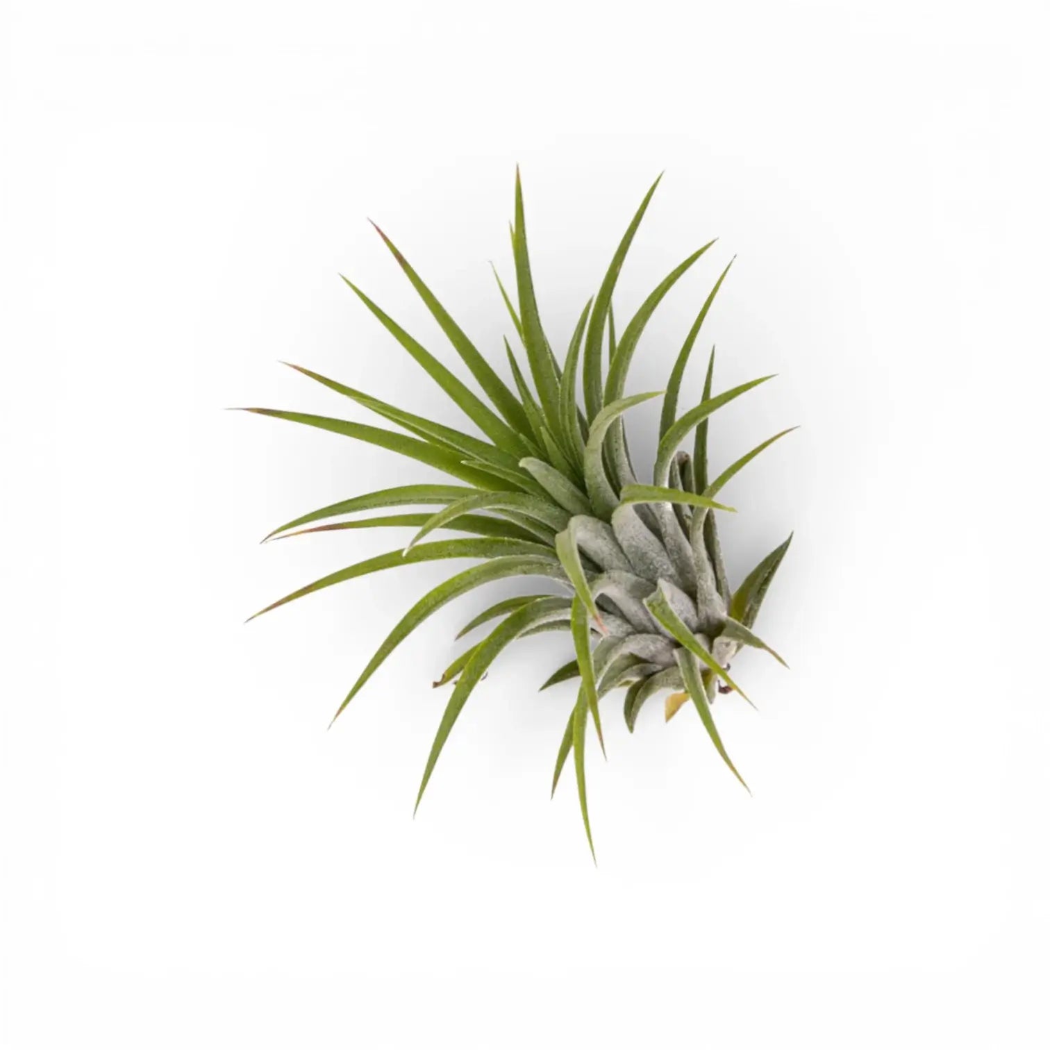 Tillandsia ionantha als Luftpflanze vor weißem Hintergrund.