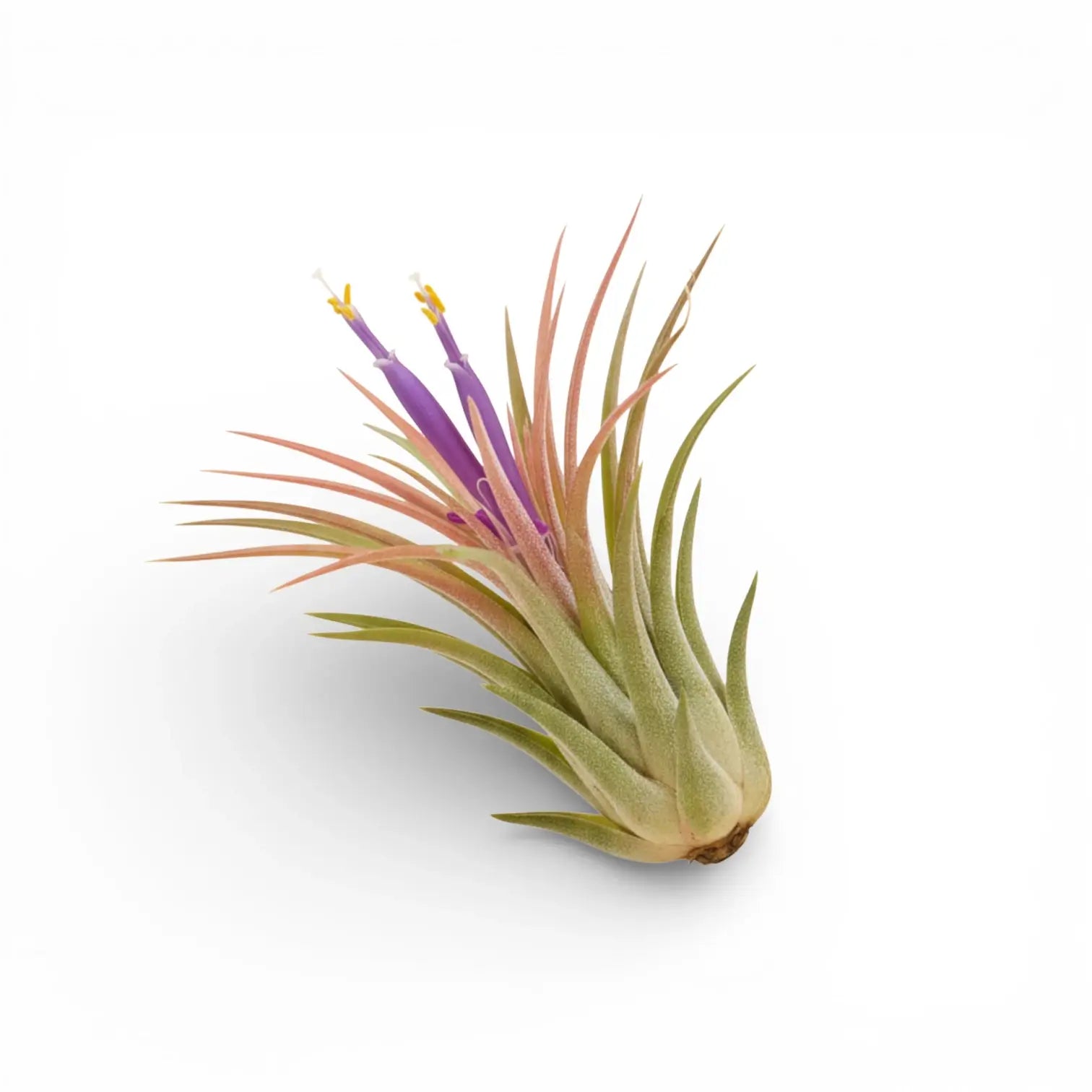 Tillandsia ionantha als Luftpflanze vor weißem Hintergrund.