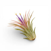 Tillandsia ionantha als Luftpflanze vor weißem Hintergrund.