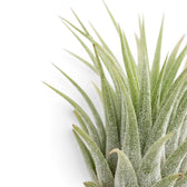 Nahaufnahme der Blätter von Tillandsia ionantha