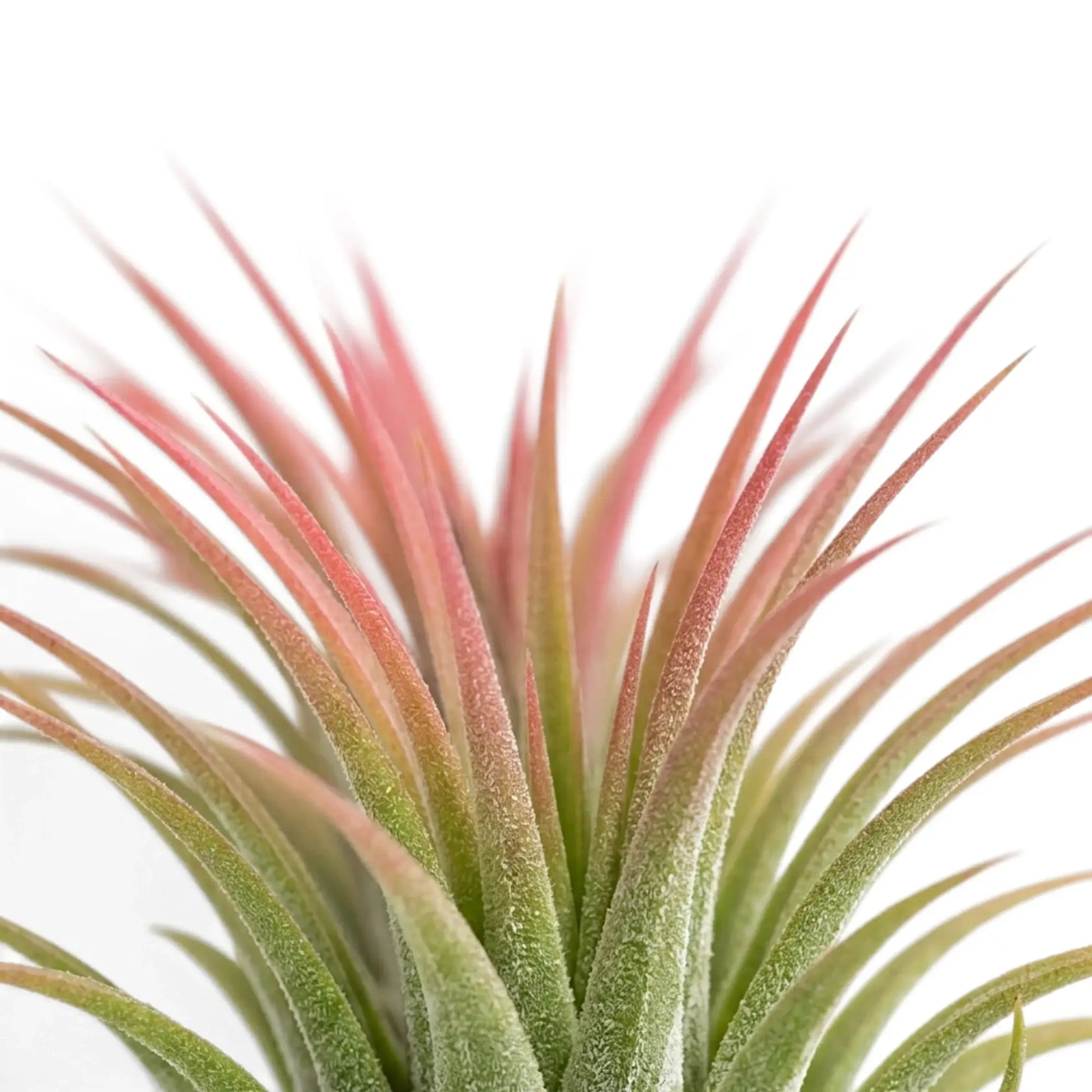 Nahaufnahme der Blätter von Tillandsia ionantha
