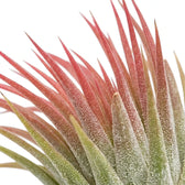 Nahaufnahme der Blätter von Tillandsia ionantha