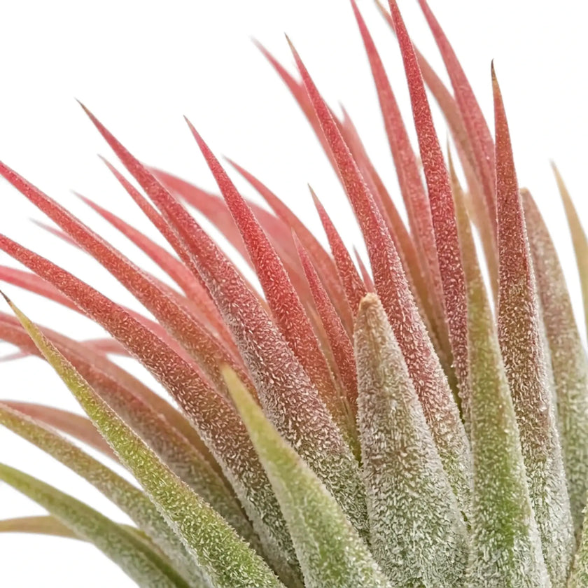Nahaufnahme der Blätter von Tillandsia ionantha