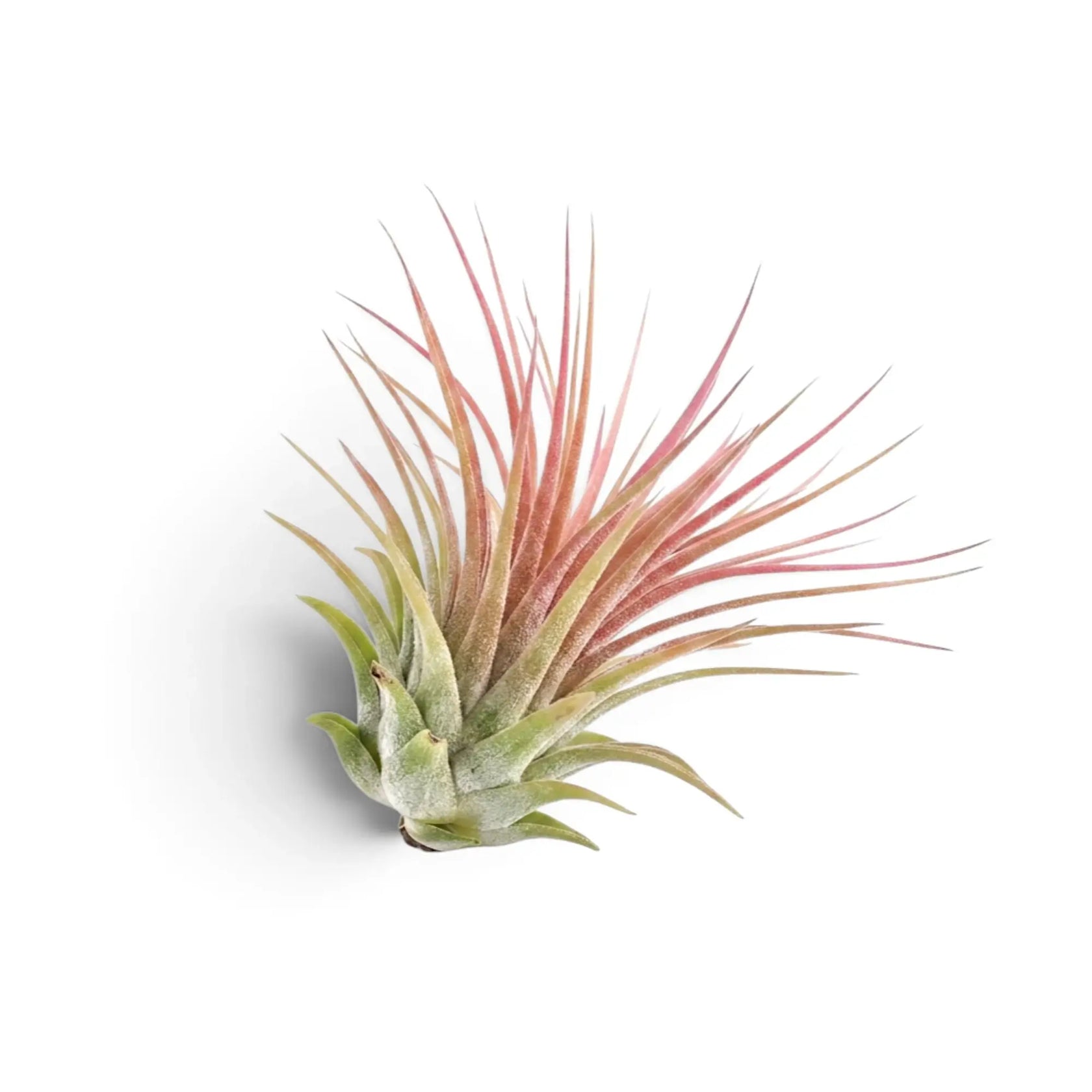 Tillandsia ionantha, eine Luftpflanze