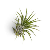 Tillandsia ionantha, eine Luftpflanze