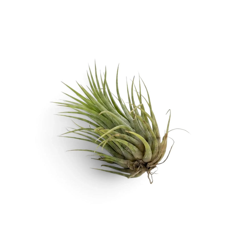 Tillandsia ionantha, eine Luftpflanze
