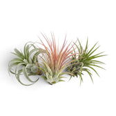 Tillandsia ionantha, eine Luftpflanze