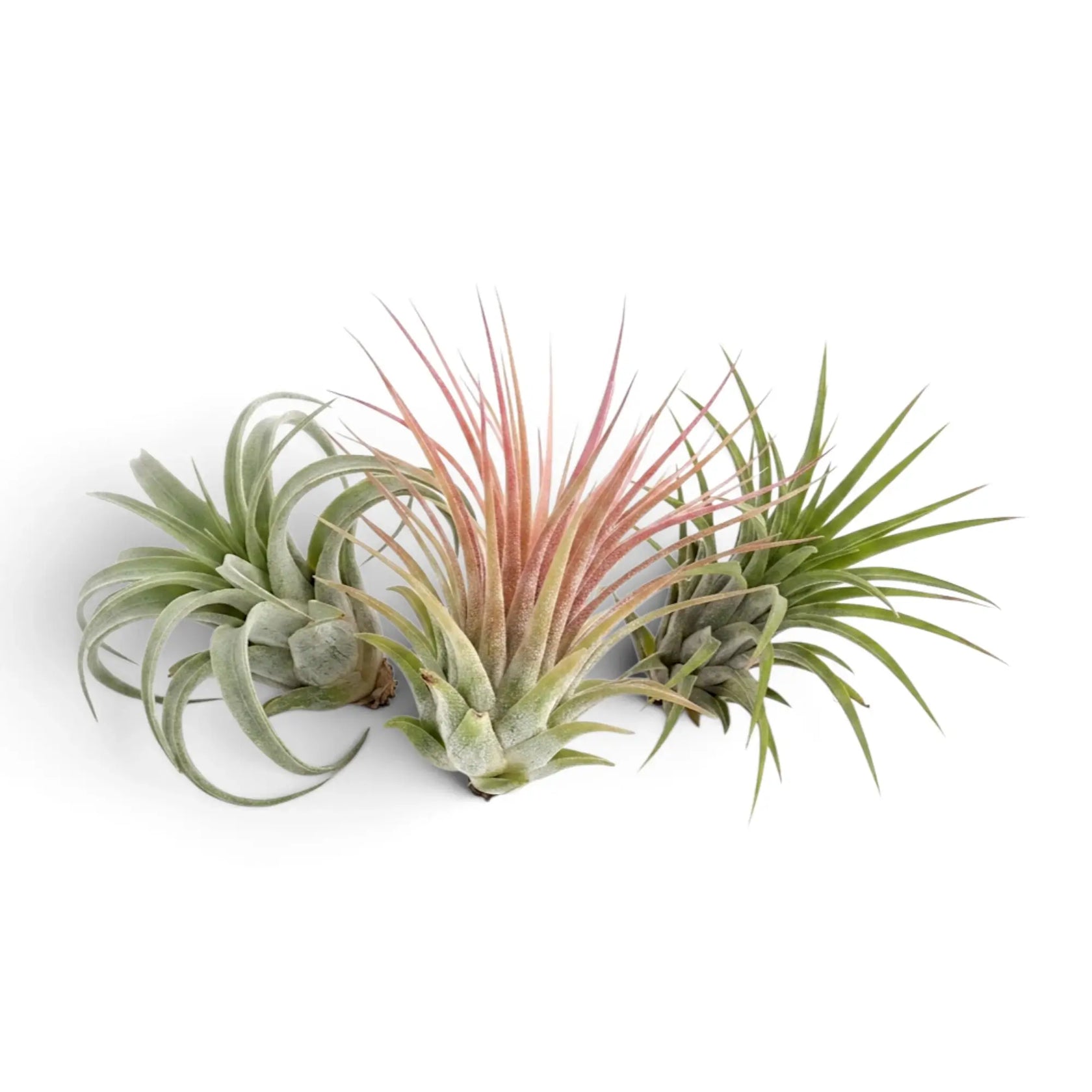 Tillandsia ionantha, eine Luftpflanze